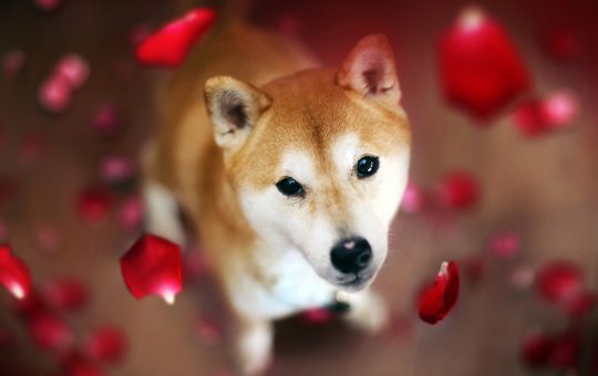 Dogecoin Rival Shiba Inu Spikes in Value While DOGE Prices Flounder, SHIB Jumps 21% in 24 Hours – Market Updates Bitcoin News