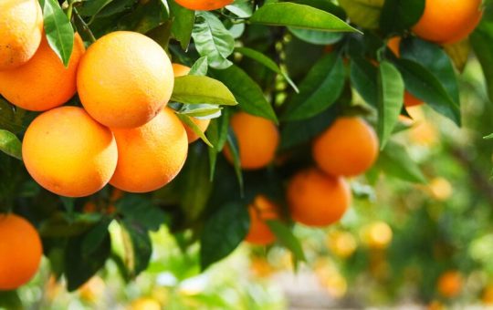 Binance Is Like a Grocery Store Selling Oranges and SEC Should Leave It Alone, Says Crypto Lobby Group
